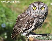 cropped owl April 2014 166_edited-2